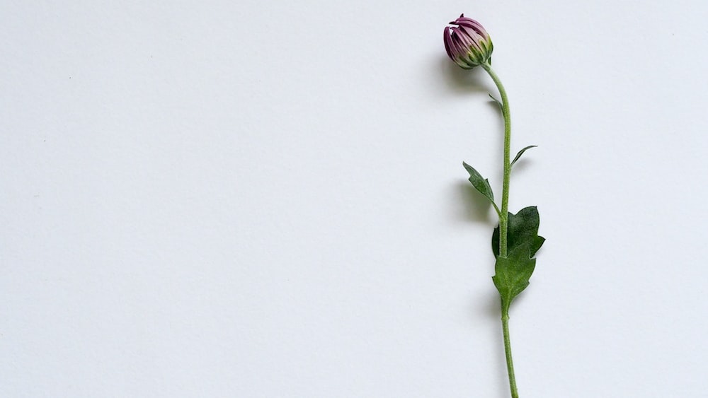A Single Flower for Boosting Your Time Management