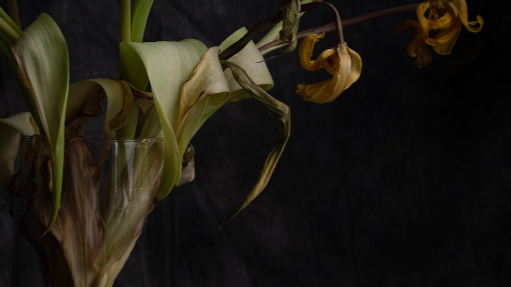 Accepting Impermanence: Still Life of Yellow and White Cut Flowers