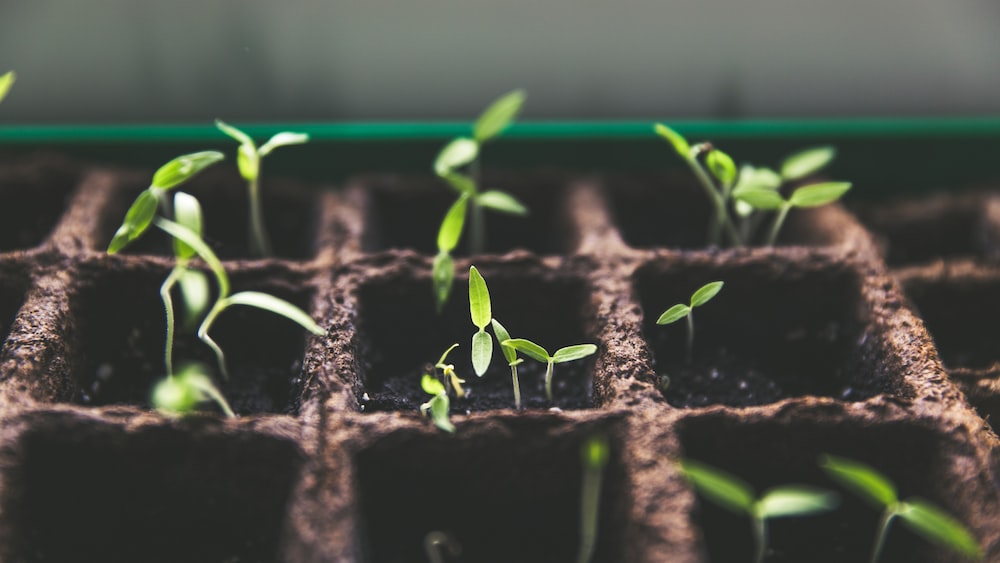 Achieving Personal Growth through Tomato Farming