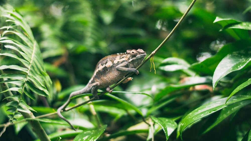 Adaptability in Action: Chameleon Blending into Environment