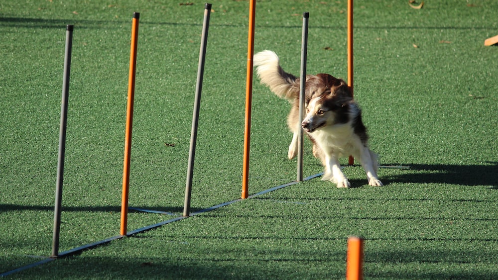 Agile Goal Setting
