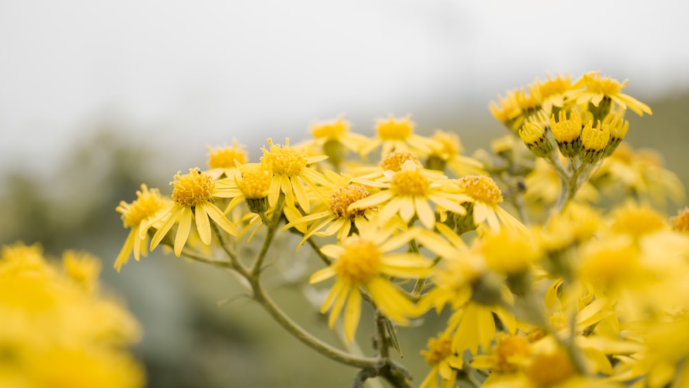 Alpha Lock: Yellow Petaled Flowers
