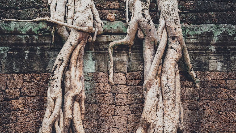 Ancient Trees Witnessing Growth at Angkor Wat