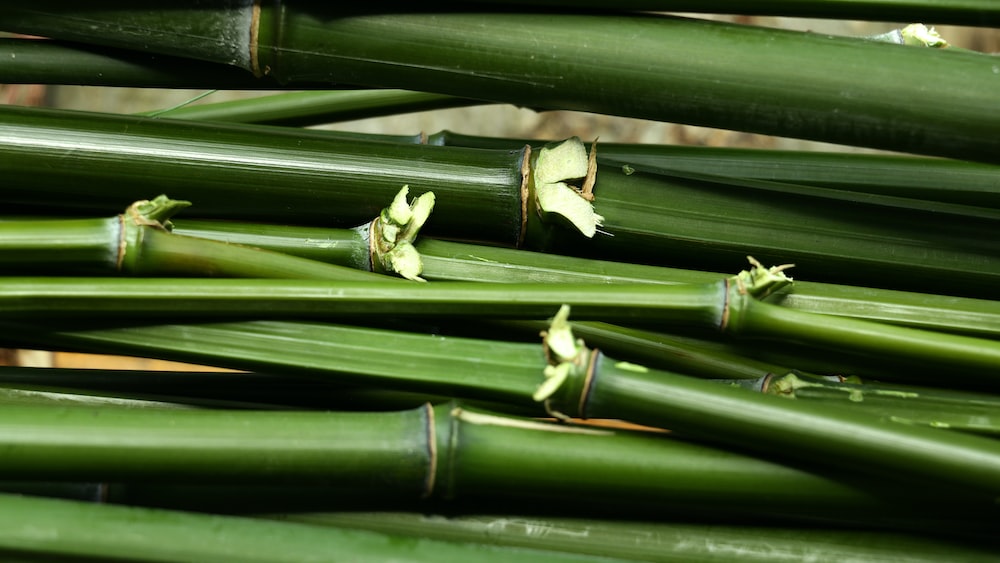 Bamboo Stalks: Nurturing Self Improvement and Growth