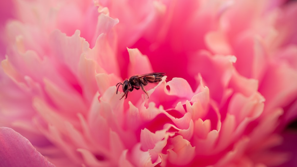 Bee Seeking Nourishment on Pink Flower