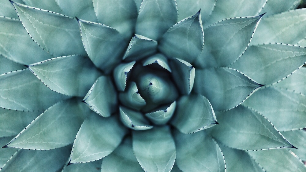 Benefits of Mindfulness: Macro View of a Green Succulent