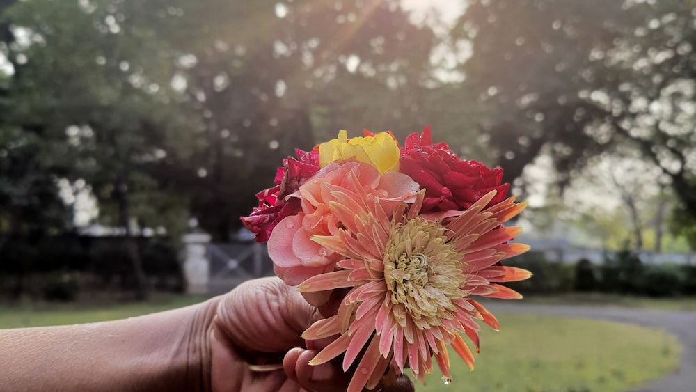 Blooming Gratitude: A Person Holding a Flower