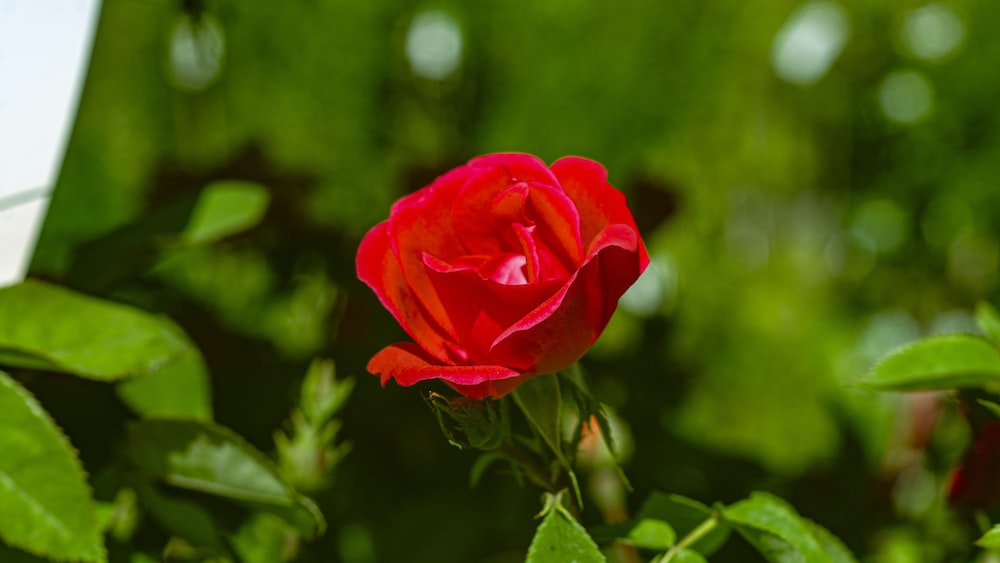 Blossoming Self-Improvement: A Vibrant Rose on a Quest for Growth