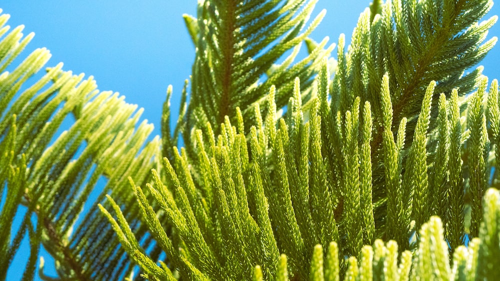 Breathtaking Pine Tree: A Call to Action for Mindfulness Business Success