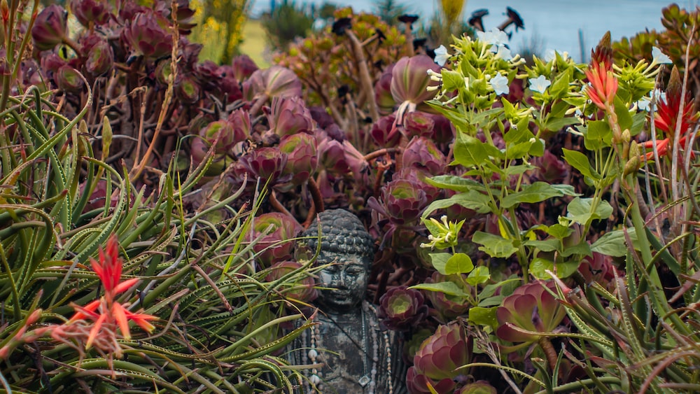 Buddha Statue in Zen Garden: Mindfulness for Beginners