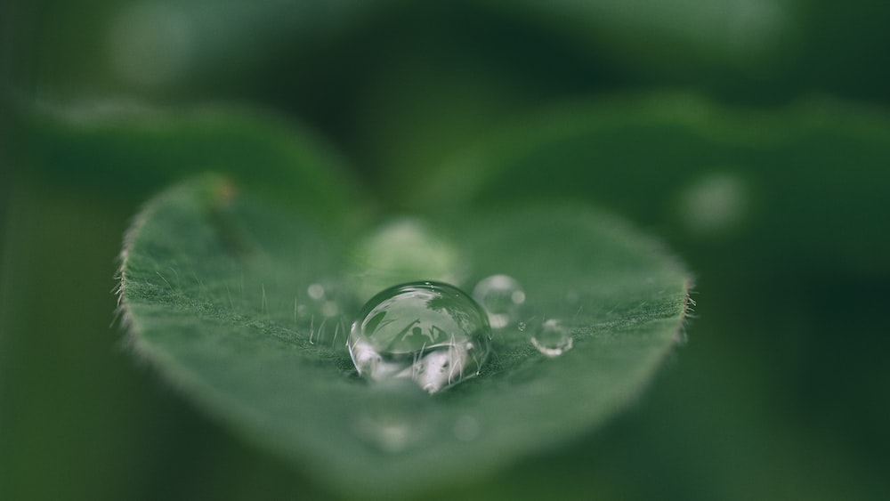 Calm Reflection: Green Leaf with Pooling Water