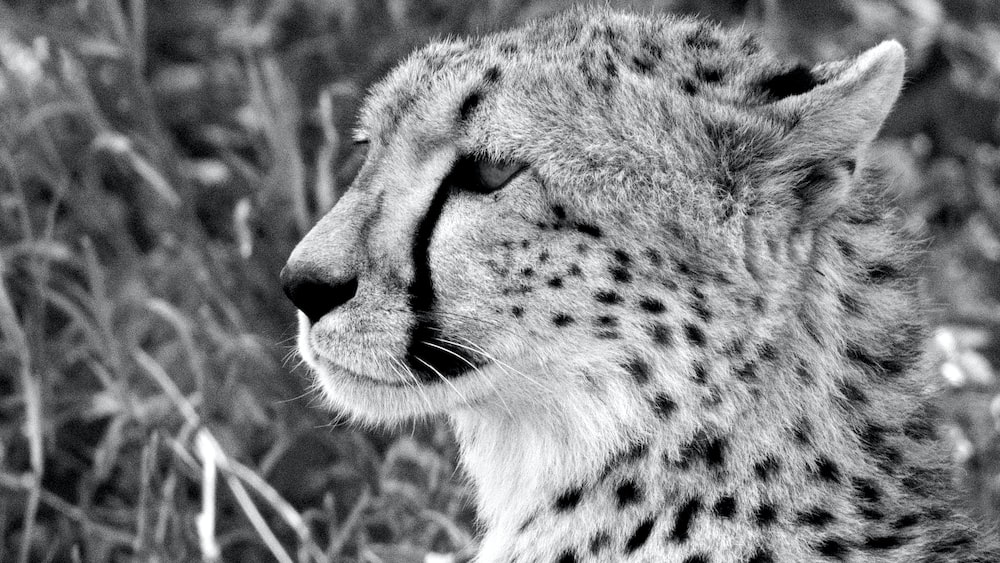 Captivating Cheetah Close-Up: Enhancing Your Paraphrasing and Summarizing Skills