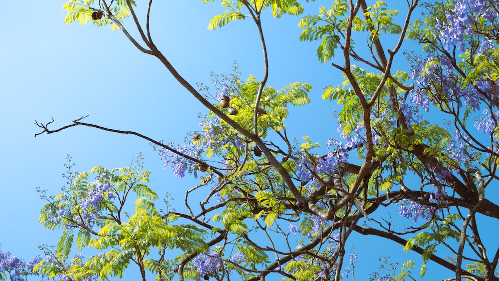 Capturing the Beauty of Nature: A Tree with Purple Flowers and a Blue Sky