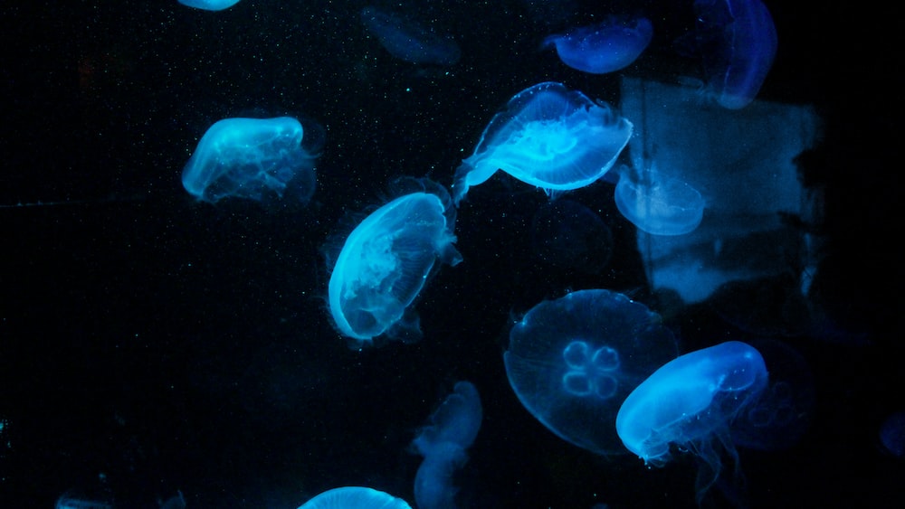 Capturing the Ethereal Presence of Jellyfish in the Depths of Active Listening
