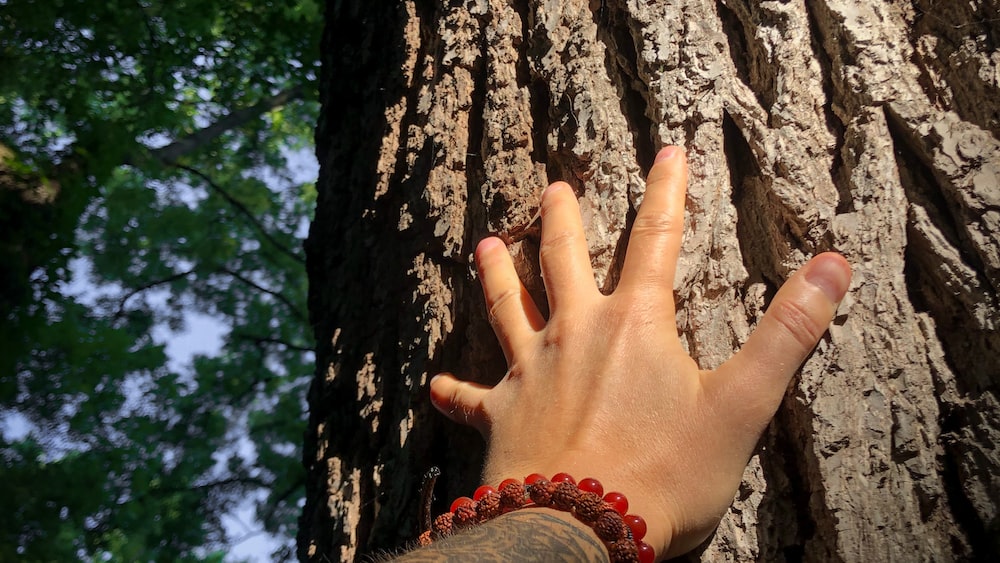 Connecting with Nature: Hand reaching up to a Tree Trunk.