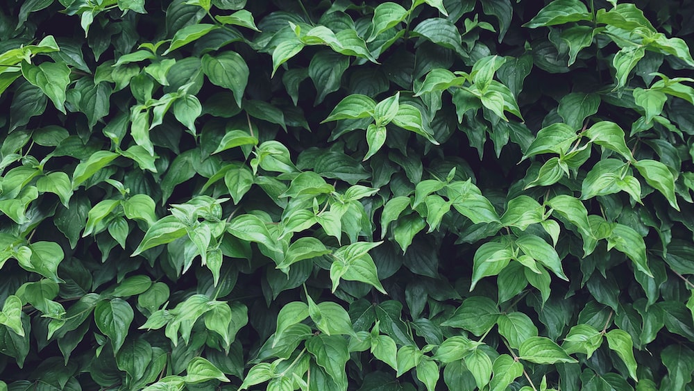Continuous Improvement in Emotional Intelligence: Vibrant Green Foliage
