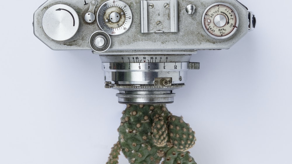 Curiosity Captured: Vintage Camera and Cactus Flat Lay
