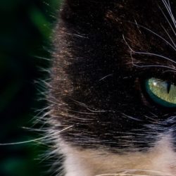 Does Emotional Intelligence Exist