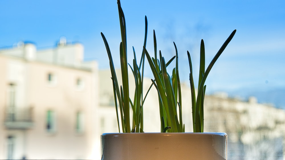 Enhancing Accountability and Transparency: Narcissuses Blooming on the Window Sill