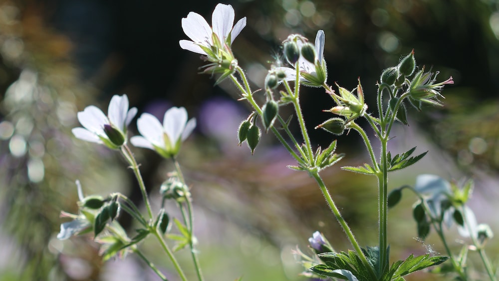 Flourishing Self Growth: A Blend of White and Purple Flowers