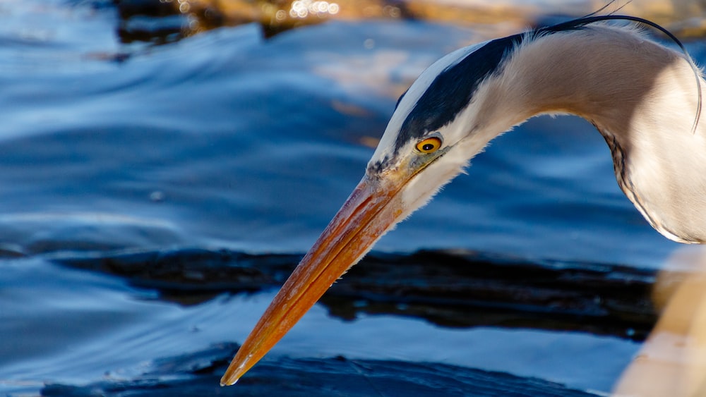 Focused Heron: Enhancing Focus and Concentration in Relationships