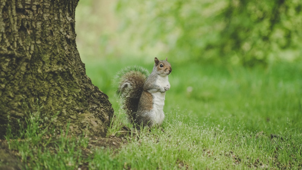 Focusing on the Moment: A Brown Squirrel in Hyde Park, London