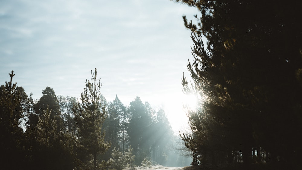 Forest Morning Meditation