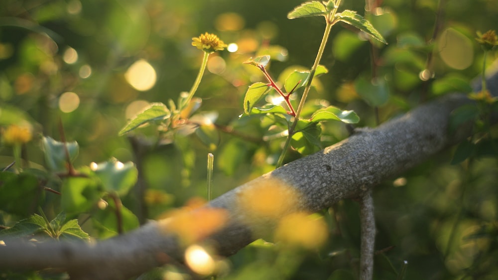 Golden Beauty: A Glimpse of Nature's Self Growth