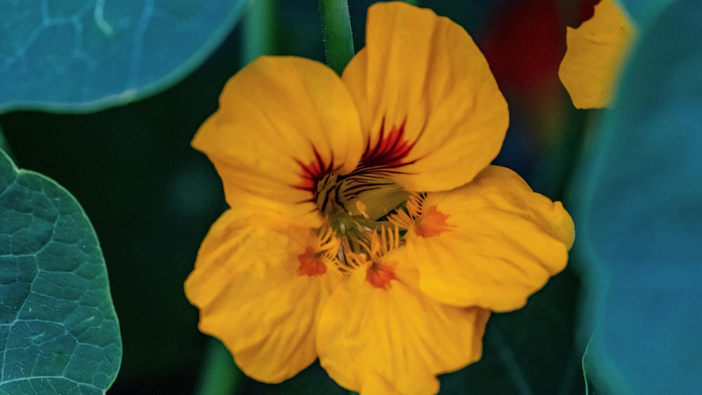 Golden Growth: Nurturing Self Improvement with Yellow Garden Nasturtium
