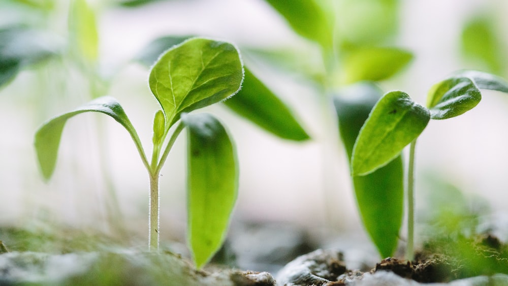 Green plants symbolizing self improvement and growth