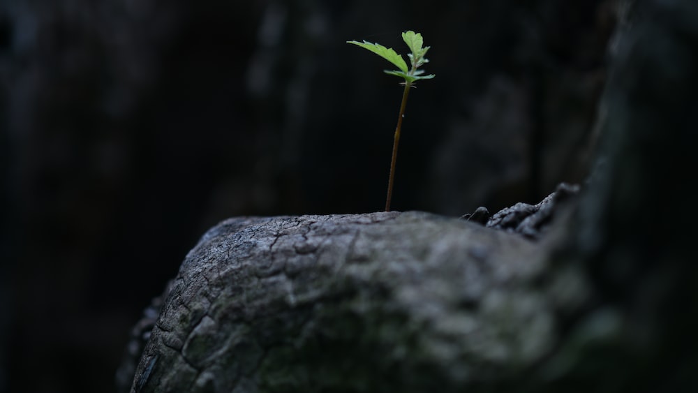 Growing Accountability: A Sprout on a Decaying Stub