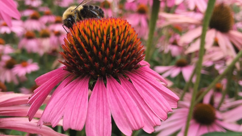 Growth amidst Beauty: Bee Among Pink Coneflowers