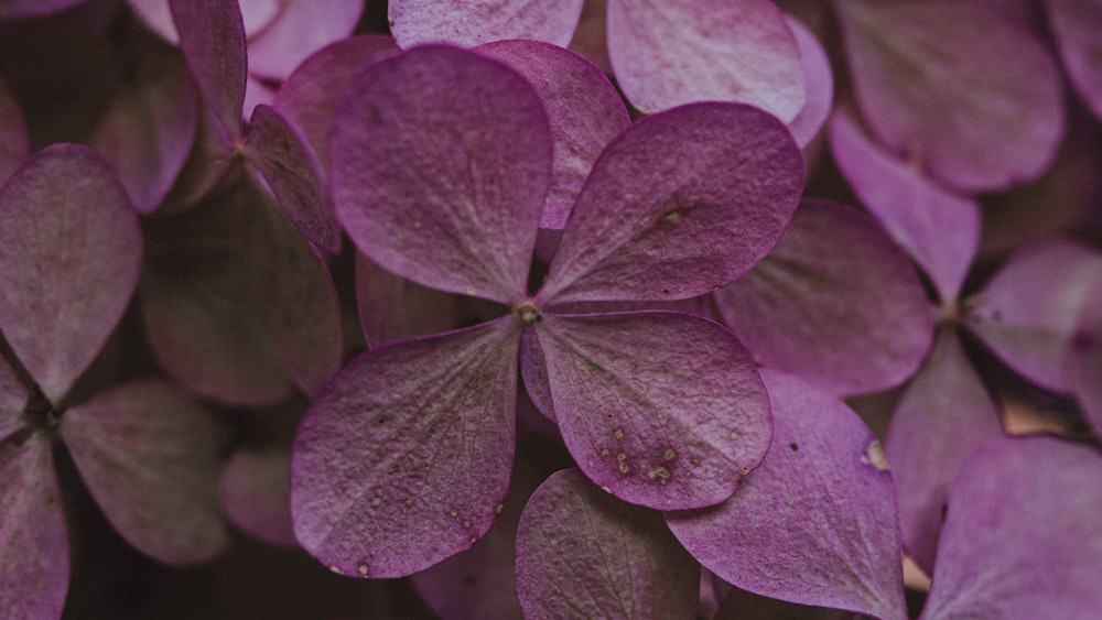 Growth and Beauty: Delicate Purple Hydrangea Petals