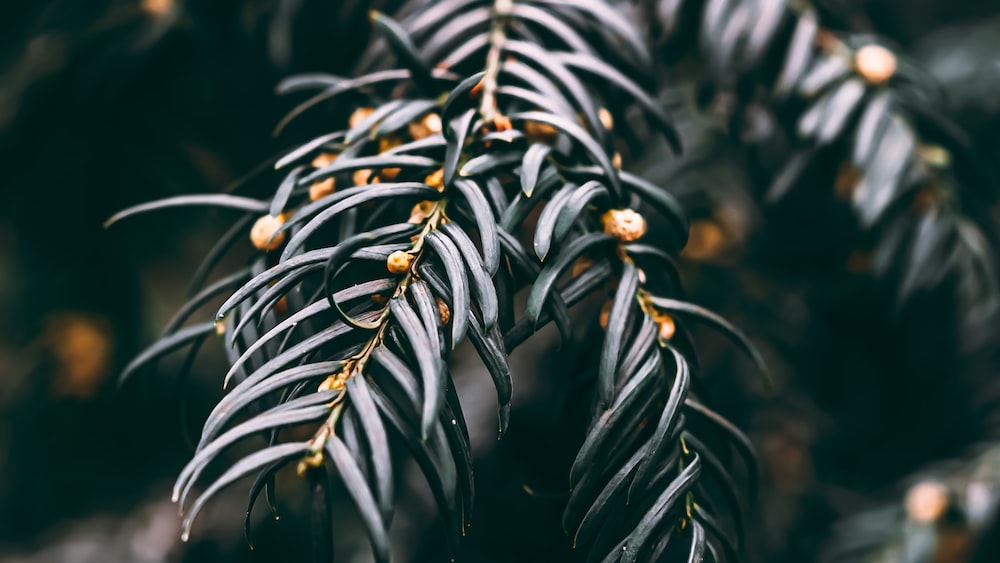 Growth and Responsibility Blooming: A Close-Up of Abundant Leaves