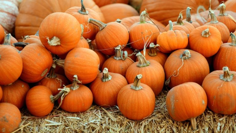 11 Spooky Halloween Mindfulness Activities For Kids