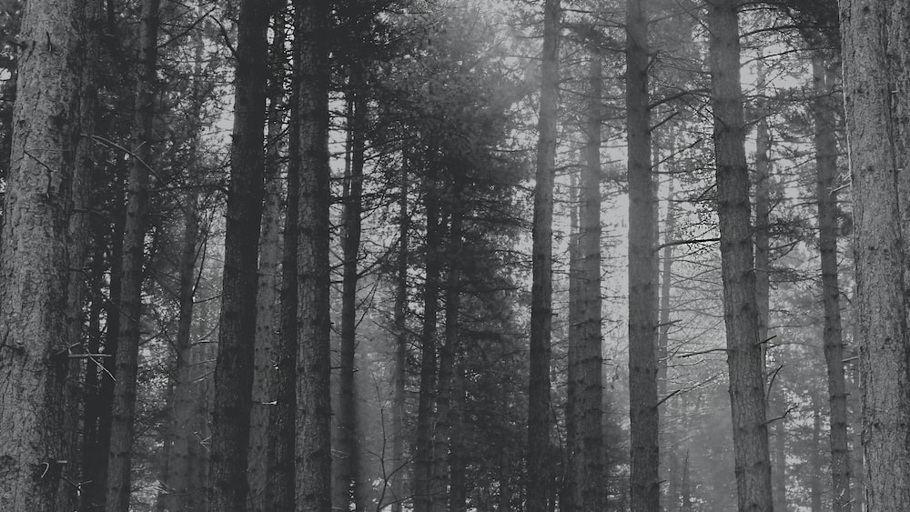 Headspace: Serene Sherwood Forest Mist
