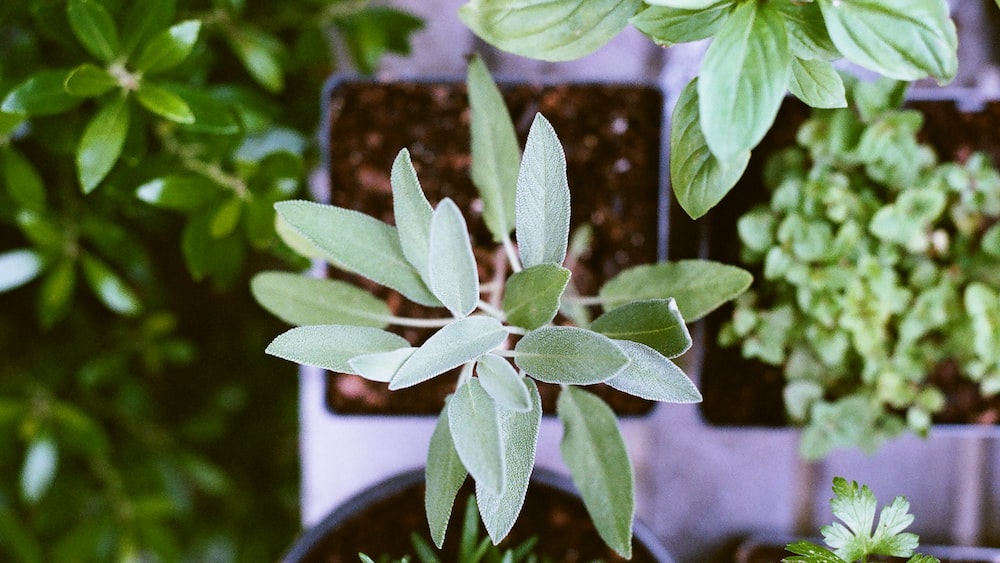 Herbal Garden for Mindful Gardening