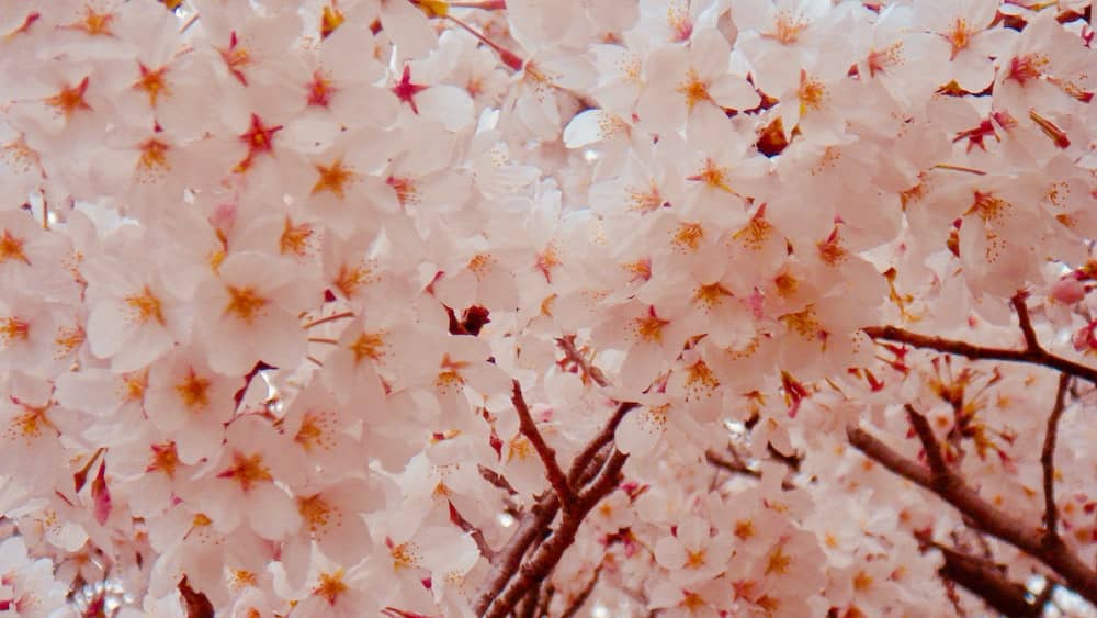 Impermanence in Full Bloom: Cherry Blossoms Illustration