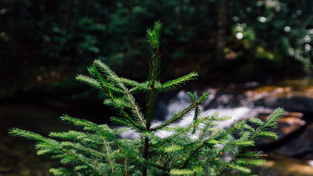 Journey to Self Improvement: Serene Pine Tree in a Forest