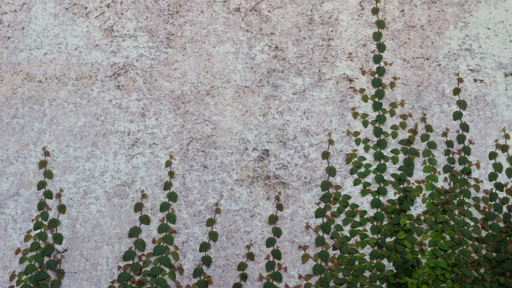 Limitations of Mindfulness: Overgrowth on Concrete Wall