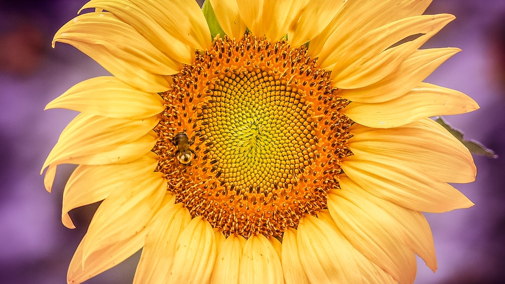 Managing Stress Through the Vibrant Beauty of Sunflowers