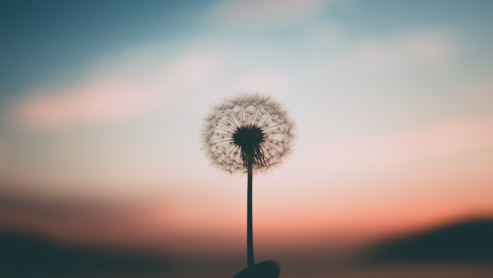 Mindful Connection: Embracing the Fragility of a Dandelion