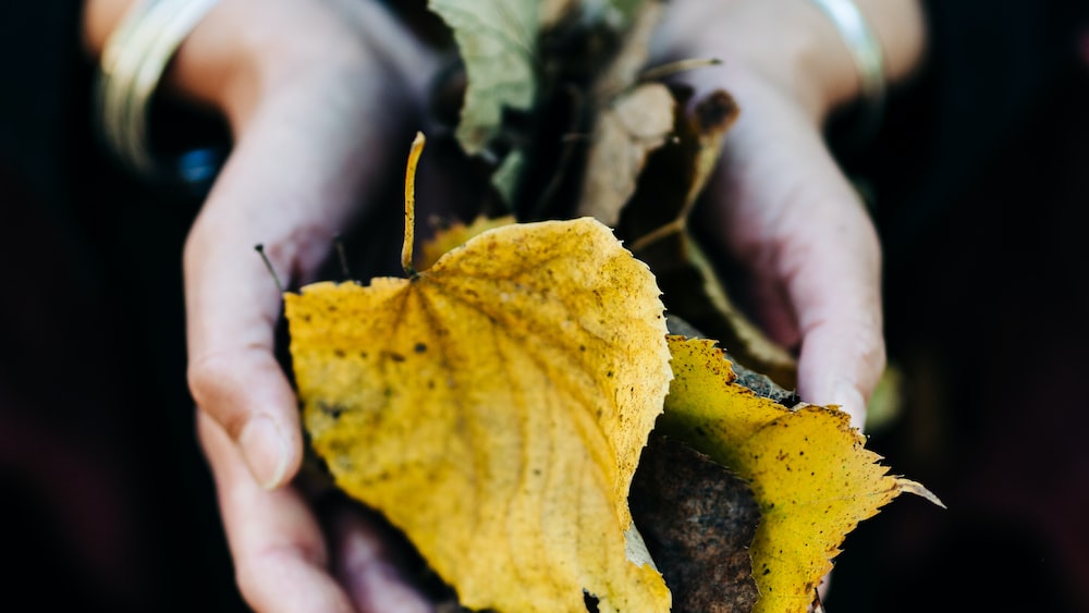 Mindful Emotions: Symbolic Offering of a Yellow Maple Leaf