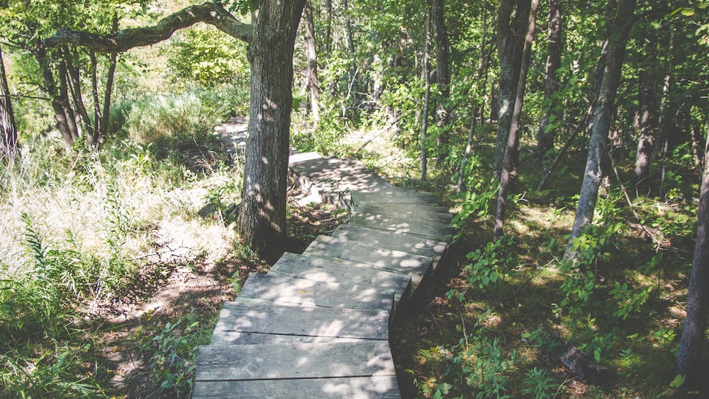Mindful Forest Walkway