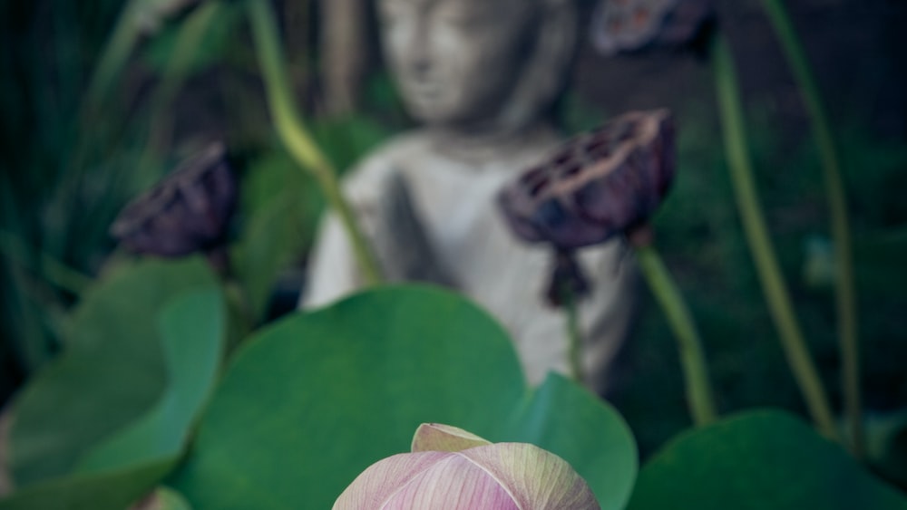 Mindful Garden: A Peaceful Focus