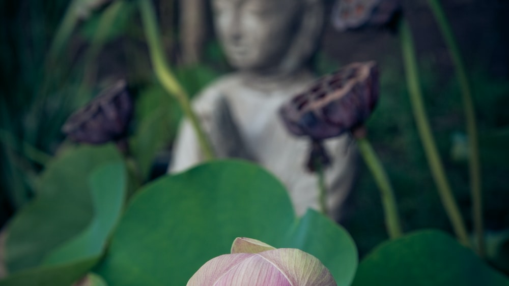 Mindful Garden: A Peaceful and Focused Image of Flowers