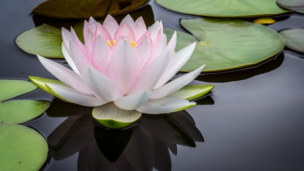 Mindful Lotus: A Pristine Water Lily Blooms in Present Awareness