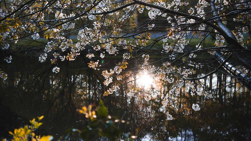 Mindful Nature Break: Sunlit Tree for Teenagers