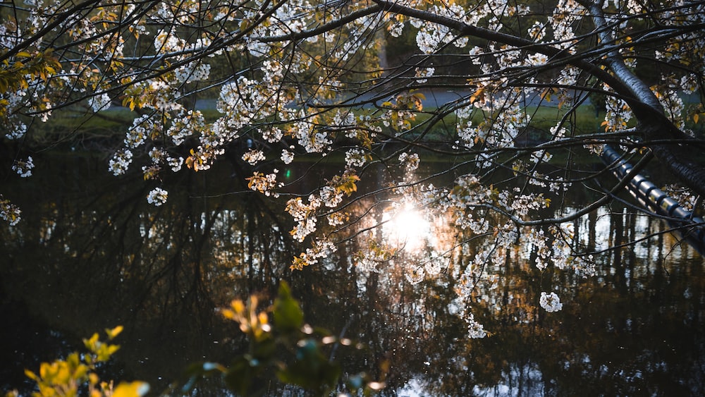 Mindful Nature: Sunlit Tree Brings Inner Peace