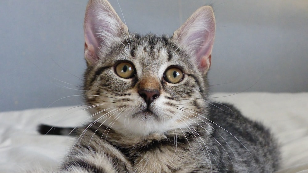 Mindful Tabby Kitten